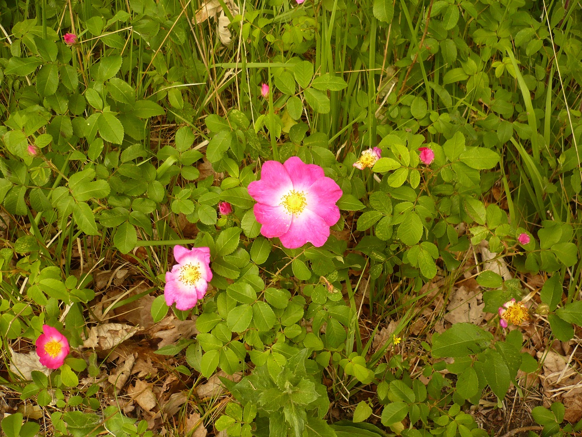 Rosa gallica (Rosaceae)